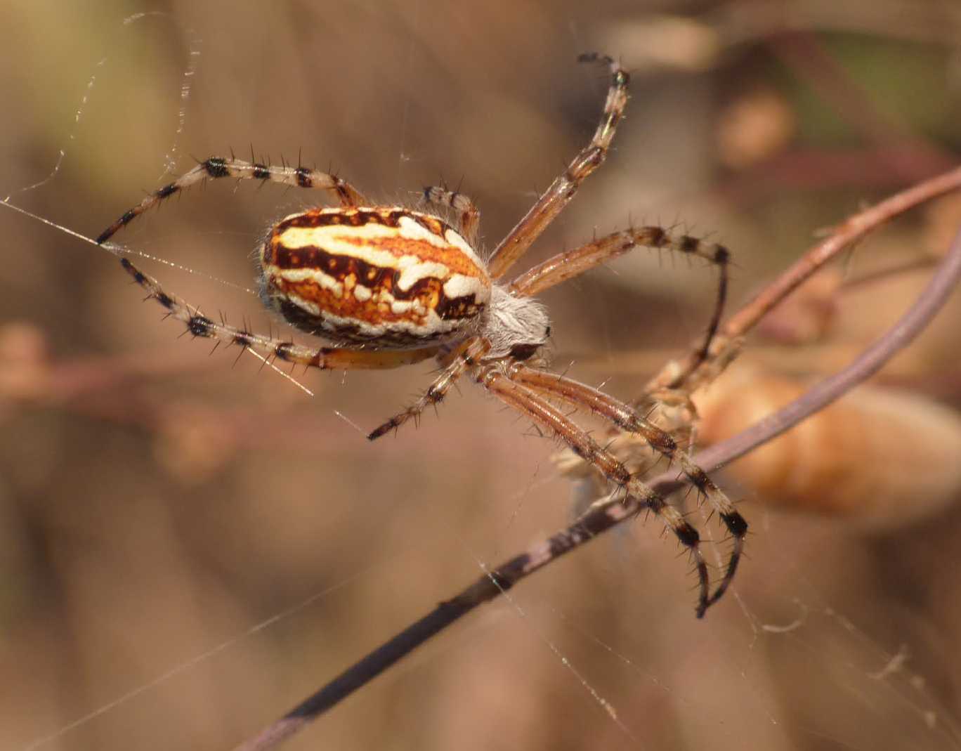 Carrellata di Aculepeira armida